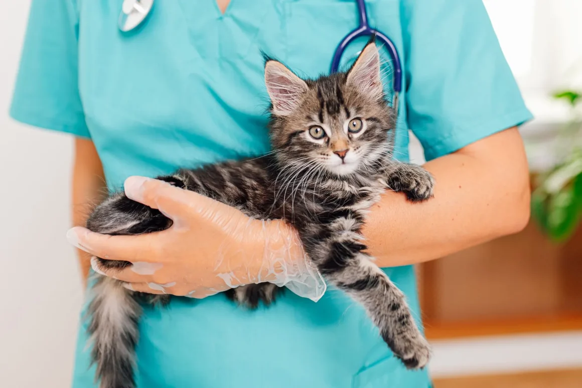 94c7bce6-c4b5-4b0b-89fb-96743841e1b1 Comprendre le Préféré des Chats: le Patounage