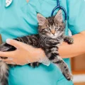 Comprendre le Préféré des Chats: le Patounage