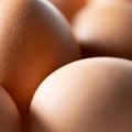 Présence de Polluants Éternels dans les Œufs en France