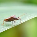 Comment gérer l&rsquo;invasion des punaises diaboliques en automne