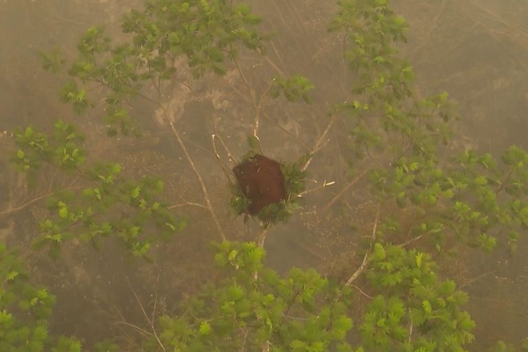 INDONESIA-ORANGUTAN-FIRE-ENVIRONMENT-CLIMATE-FORESTS-ANIMAL La menace des incendies sur les orangs-outans de Bornéo
