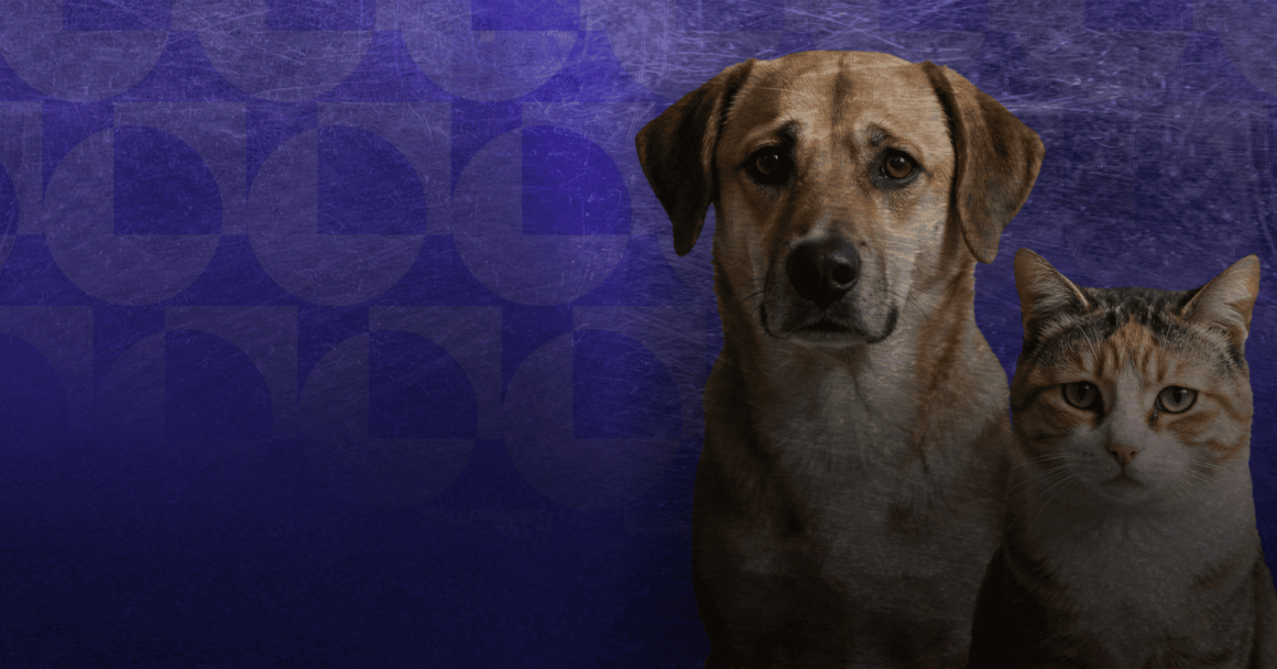 Maltraitance des animaux en France : Enjeux et défis