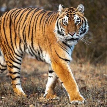 aff43d46-a3c9-478a-b4ae-d2aa1b509de0 Décès dans un parc animalier après l’attaque d’un tigre