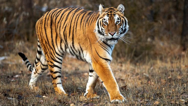 aff43d46-a3c9-478a-b4ae-d2aa1b509de0 Décès dans un parc animalier après l’attaque d’un tigre
