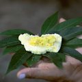 Un atlas alimentaire pour préserver les traditions de l&rsquo;Amazonie