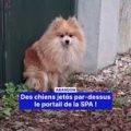 Abandon de chiens à la SPA de l&rsquo;Yonne