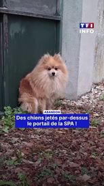 bd02fa45-56f1-4caa-a537-b2d7147518c3 Abandon de chiens à la SPA de l’Yonne