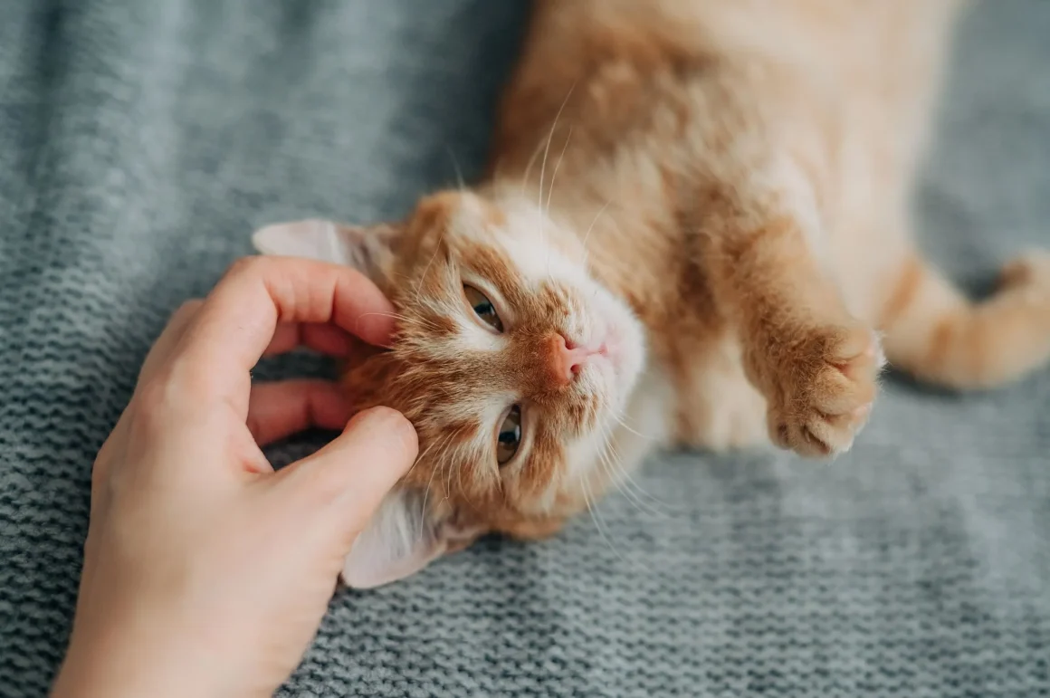 be0ff557-b09f-43d7-b49e-333fcd6b1bdd Les Bienfaits du Ronronnement de Chat sur la Santé