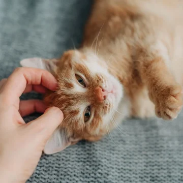 be0ff557-b09f-43d7-b49e-333fcd6b1bdd Les Bienfaits du Ronronnement de Chat sur la Santé