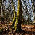 Sylviculture douce : renforcement des forêts face aux canicules