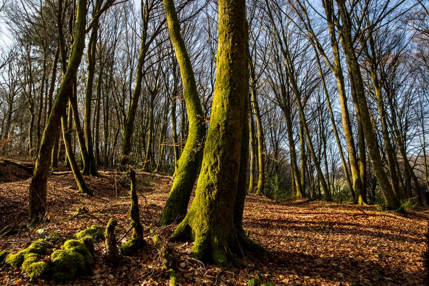 FRA - ENV - FOREST Sylviculture douce : renforcement des forêts face aux canicules