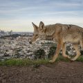 Les lauréats du concours Wildlife Photographer of the Year 2026 dévoilés